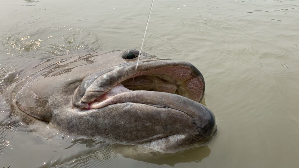 マレーシアで100kgオーバーの巨大魚が簡単に釣れる!?│釣りコレ